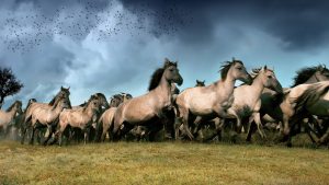 Oostvaardersplassen